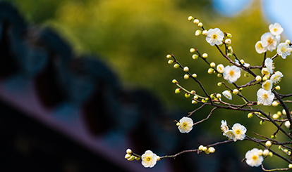 今日立春----愿春暖花开 百病去除